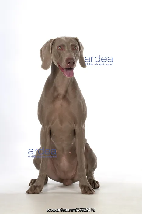 : Dog Weimaraner : Dog Weimaraner
