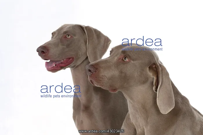 : Dog Weimaraner : Dog Weimaraner