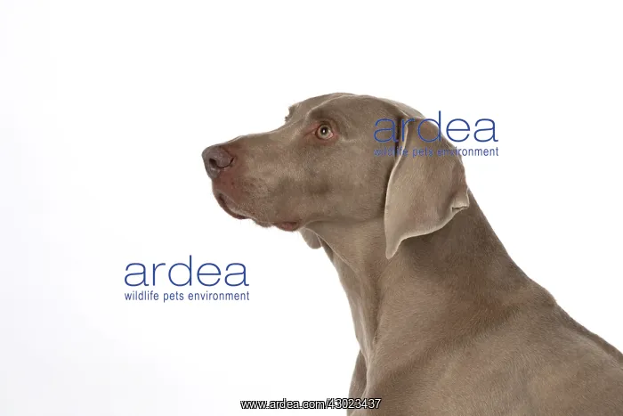 : Dog Weimaraner : Dog Weimaraner