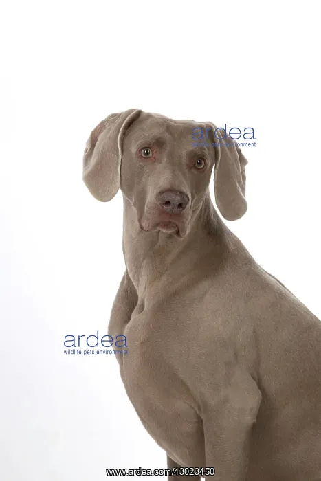 : Dog Weimaraner : Dog Weimaraner