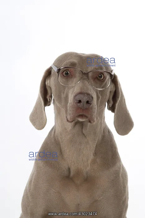 : Dog Weimaraner : Dog Weimaraner