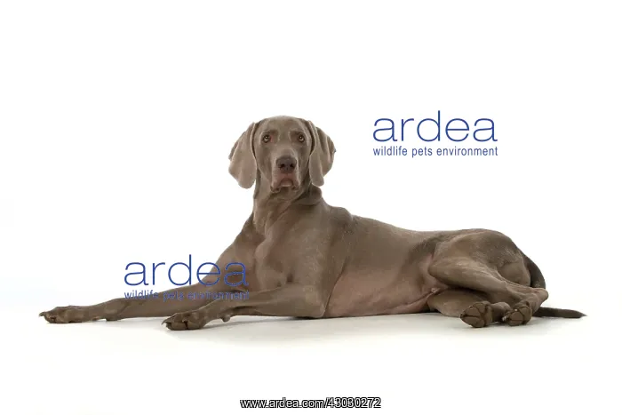 : Dog Weimaraner : Dog Weimaraner