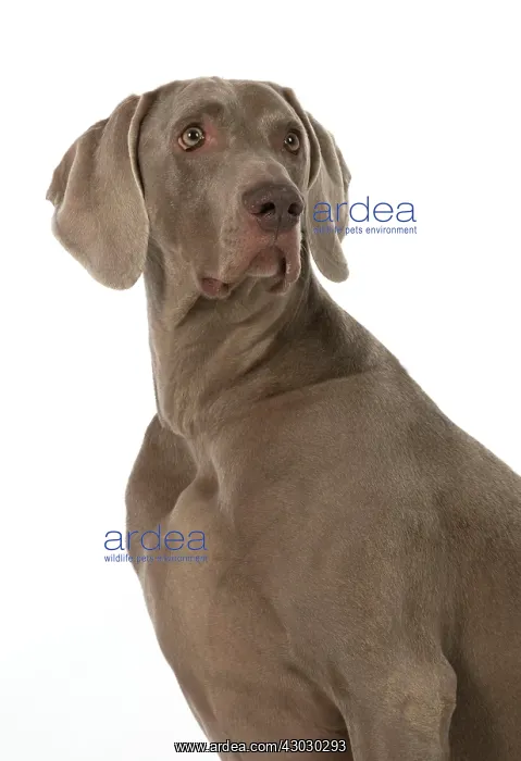 : Dog Weimaraner : Dog Weimaraner