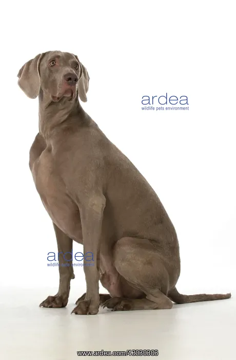 : Dog Weimaraner : Dog Weimaraner