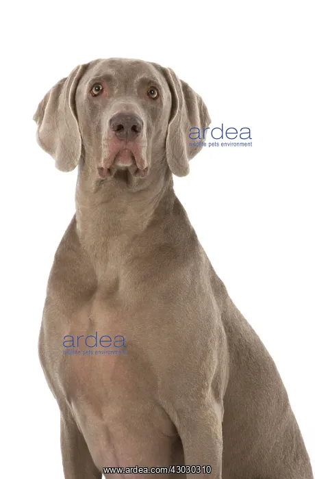 : Dog Weimaraner : Dog Weimaraner