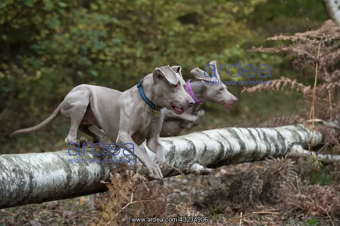 : Dog Weimaraner : Dog Weimaraner