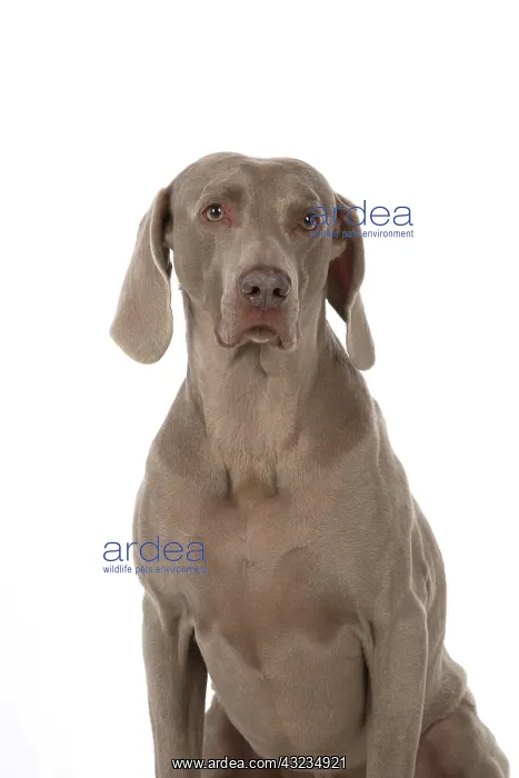 : Dog Weimaraner : Dog Weimaraner