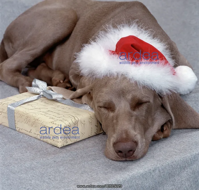 : DOG - Weimaraner asleep wearing Christmas hat : DOG - Weimaraner asleep wearing Christmas hat