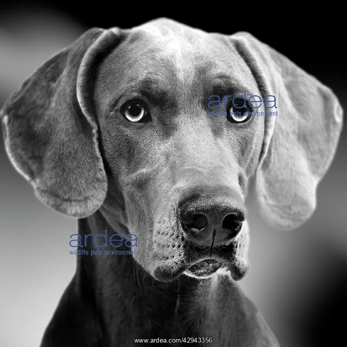 : Dog - Weimaraner. Black & White : Dog - Weimaraner. Black & White