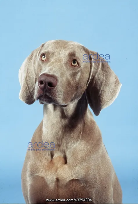 : Dog - Weimaraner, close-up of head : Dog - Weimaraner, close-up of head