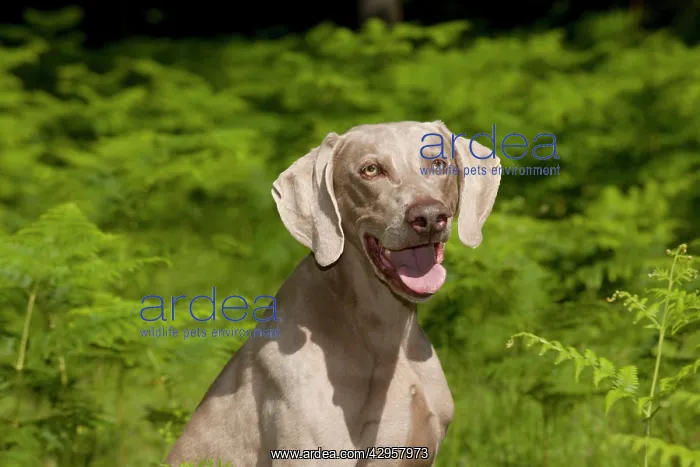 : DOG - Weimaraner (head shot) : DOG - Weimaraner (head shot)