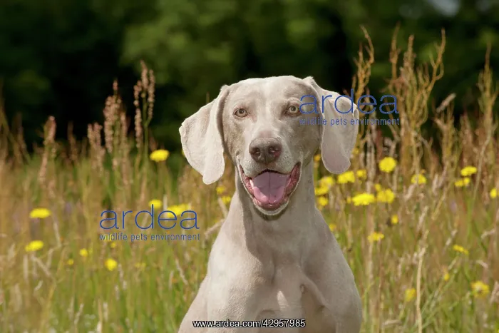  : DOG - Weimaraner (head shot)