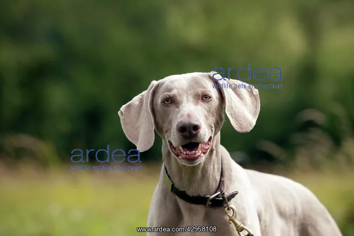  : DOG - Weimaraner (head shot)