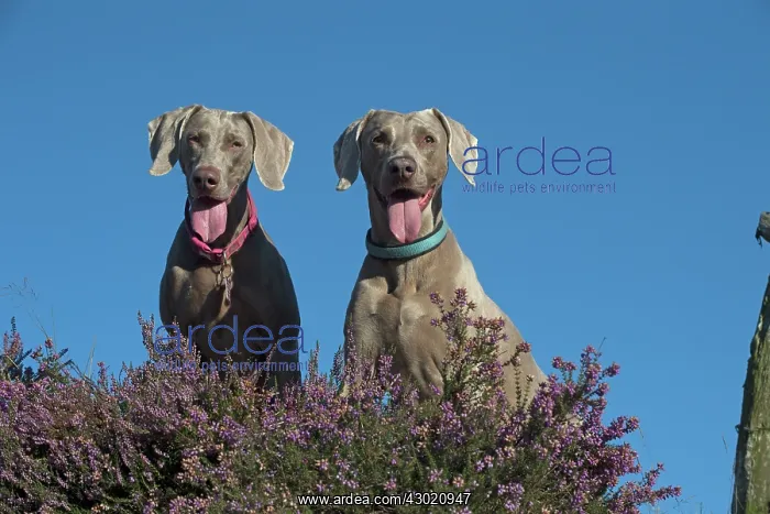 : Dog Weimaraner in heather : Dog Weimaraner in heather