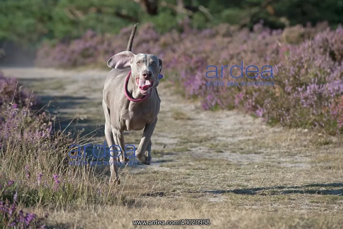 : Dog Weimaraner in heather : Dog Weimaraner in heather