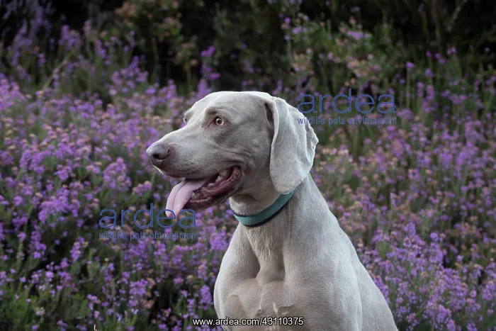 : Dog Weimaraner in heather : Dog Weimaraner in heather