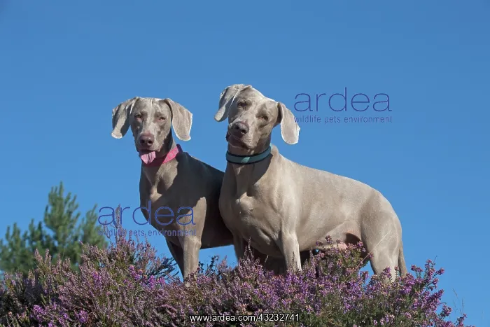 : Dog Weimaraner in heather : Dog Weimaraner in heather