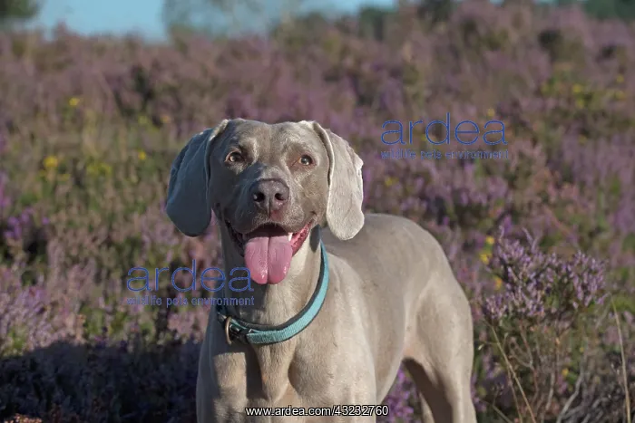 : Dog Weimaraner in heather : Dog Weimaraner in heather