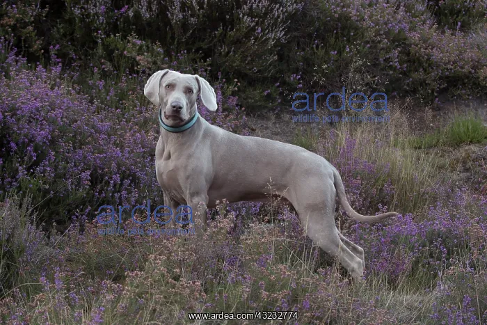 : Dog Weimaraner in heather : Dog Weimaraner in heather