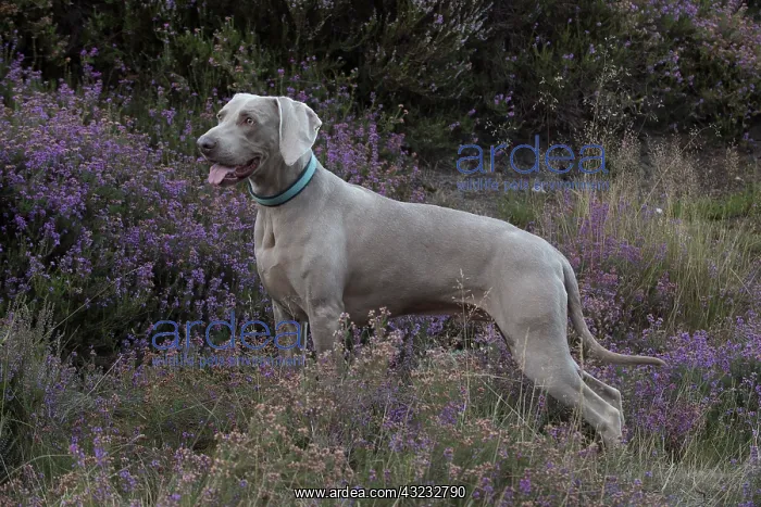 : Dog Weimaraner in heather : Dog Weimaraner in heather