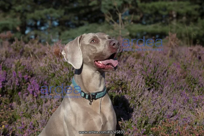 : Dog Weimaraner in heather : Dog Weimaraner in heather