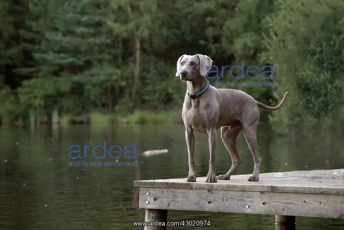 : Dog Weimaraner on a jetty with pond : Dog Weimaraner on a jetty with pond