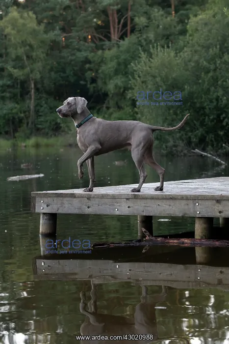 : Dog Weimaraner on a jetty with pond : Dog Weimaraner on a jetty with pond