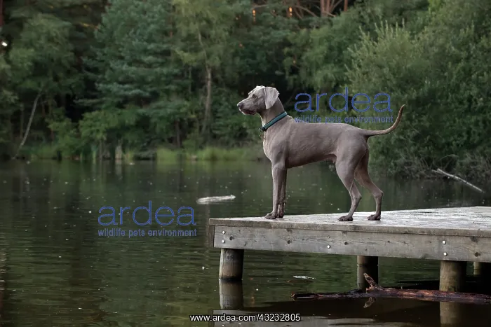 : Dog Weimaraner on a jetty with pond : Dog Weimaraner on a jetty with pond