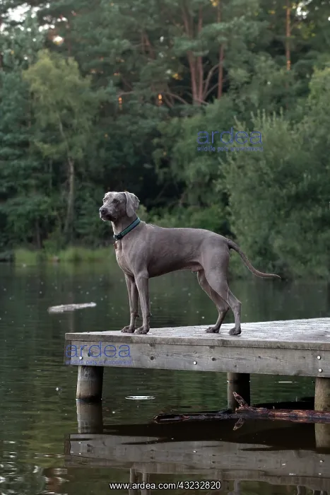 : Dog Weimaraner on a jetty with pond : Dog Weimaraner on a jetty with pond