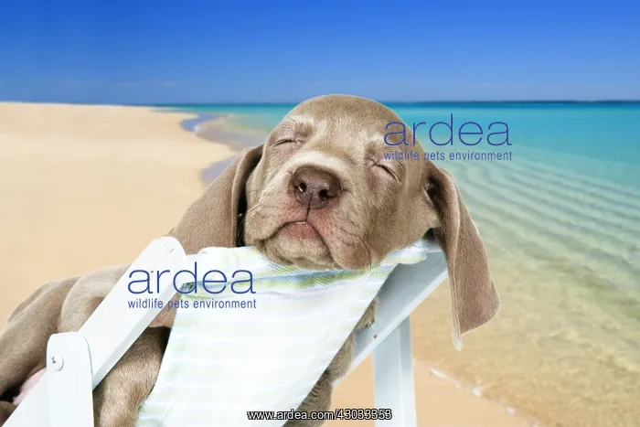 : DOG. Weimaraner laying in deck chair on beach. Digital : DOG. Weimaraner laying in deck chair on beach. Digital