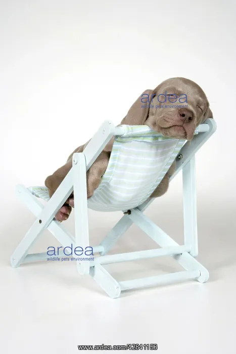 : DOG. Weimaraner lying in deck chair : DOG. Weimaraner lying in deck chair