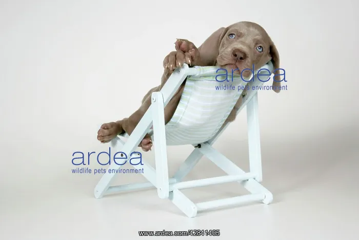 : DOG. Weimaraner lying in deck chair : DOG. Weimaraner lying in deck chair
