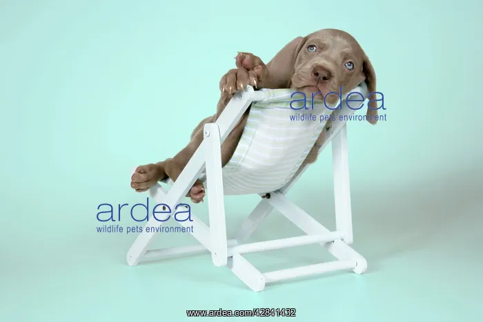 : DOG. Weimaraner lying in deck chair : DOG. Weimaraner lying in deck chair