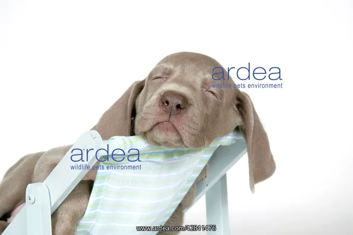 : DOG. Weimaraner lying in deck chair : DOG. Weimaraner lying in deck chair