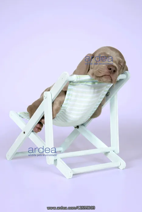 : DOG. Weimaraner lying in deck chair : DOG. Weimaraner lying in deck chair