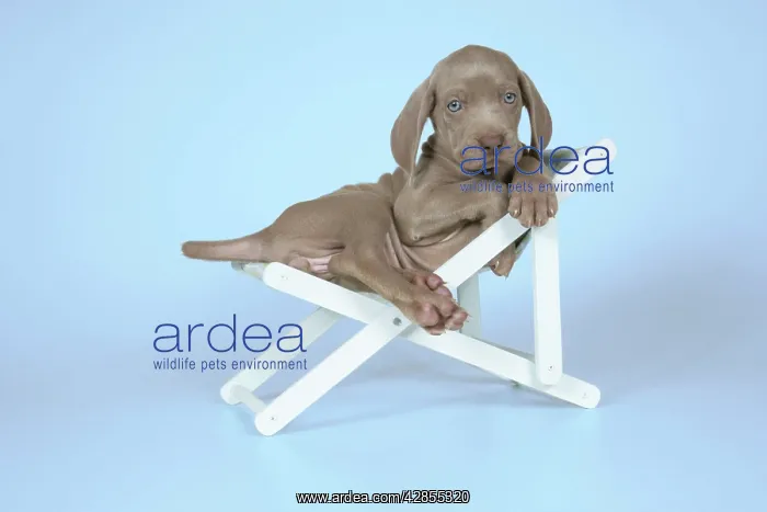 : DOG. Weimaraner lying in deck chair : DOG. Weimaraner lying in deck chair