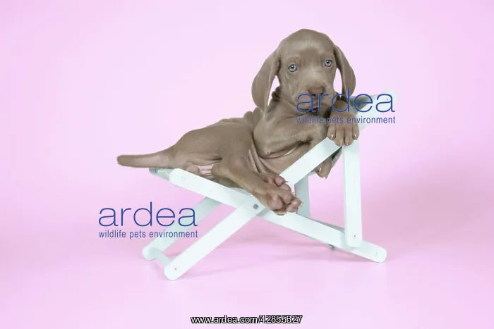: DOG. Weimaraner lying in deck chair : DOG. Weimaraner lying in deck chair