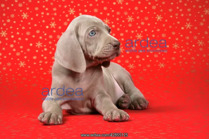 : DOG. Weimaraner lying infront of Christmas background : DOG. Weimaraner lying infront of Christmas background