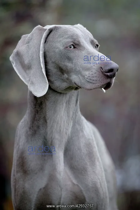 : Dog - Weimaraner, male : Dog - Weimaraner, male