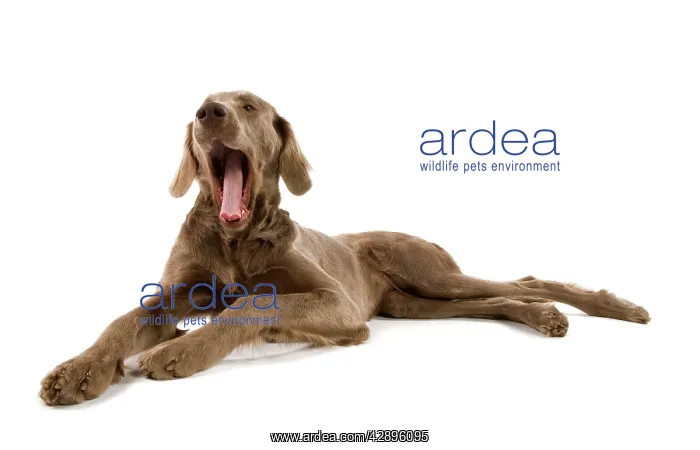 : Dog - Weimaraner - puppy : Dog - Weimaraner - puppy