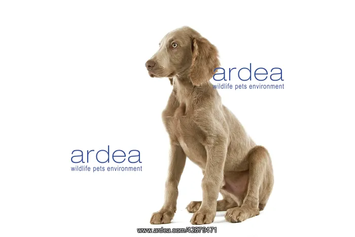 : Dog - Weimaraner - puppy. Also know as Weimaraner : Dog - Weimaraner - puppy. Also know as Weimaraner