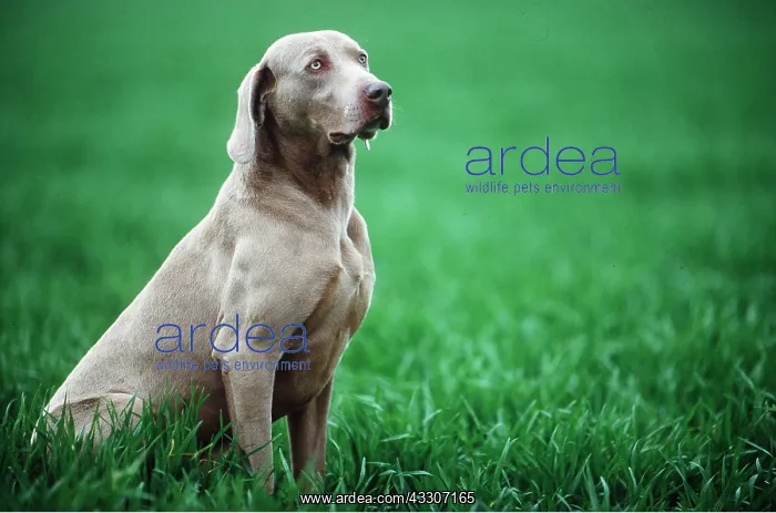 : Dog - Weimaraner - sitting in grass : Dog - Weimaraner - sitting in grass