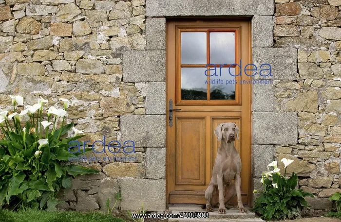 : Dog - Weimaraner sitting outside house : Dog - Weimaraner sitting outside house