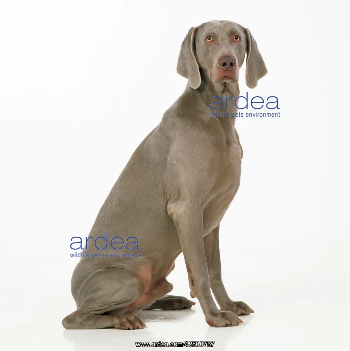 : DOG - Weimaraner, sitting, studio shot : DOG - Weimaraner, sitting, studio shot