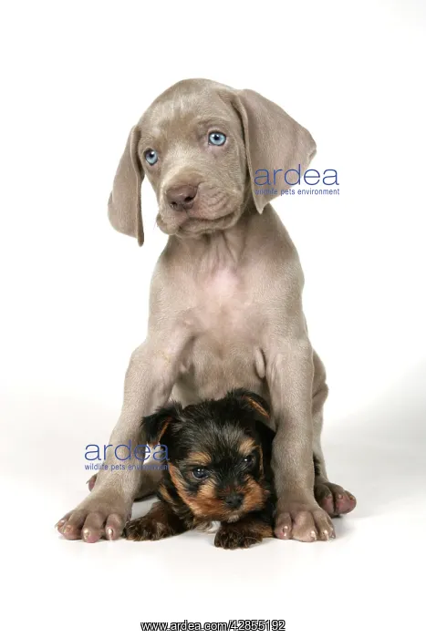 : DOG. Weimaraner sitting on top of Yorkshire terrier : DOG. Weimaraner sitting on top of Yorkshire terrier