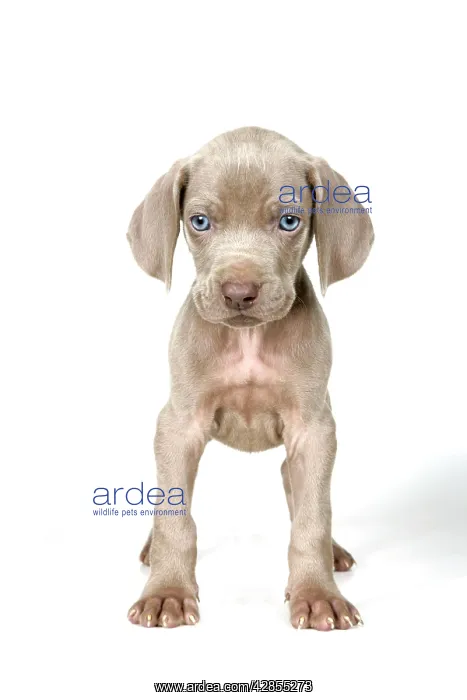 : DOG. Weimaraner standing up : DOG. Weimaraner standing up