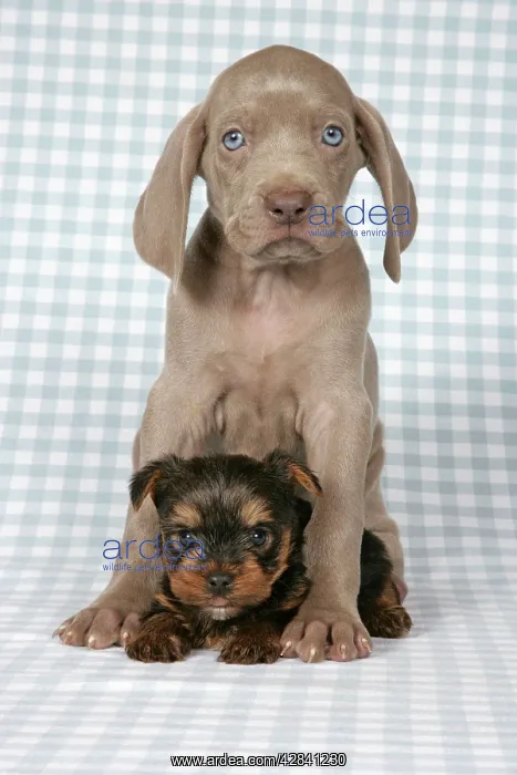: DOG. Weimaraner and Yorkshire terrier on blanket : DOG. Weimaraner and Yorkshire terrier on blanket