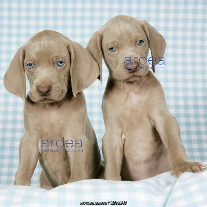 : DOG. Two weimaraners on blanket : DOG. Two weimaraners on blanket