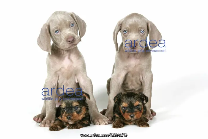 : DOG. Two weimaraners sitting on top of Yorkshire terriers : DOG. Two weimaraners sitting on top of Yorkshire terriers
