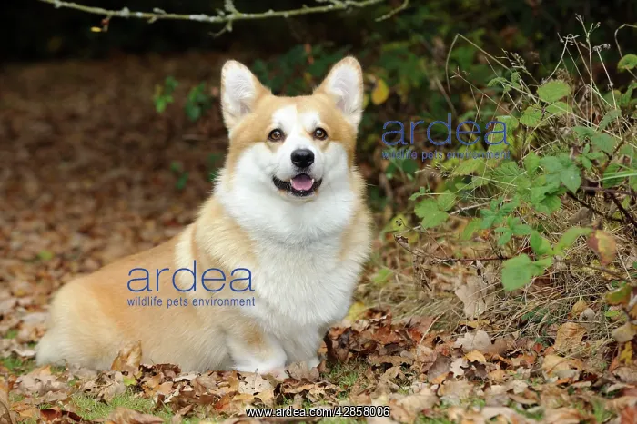  : DOG. Welsh corgi in autumn leaves